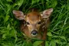 Deer fawn head and foliage Art Print